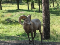 Bighorn